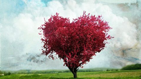 Sevgi ağacı